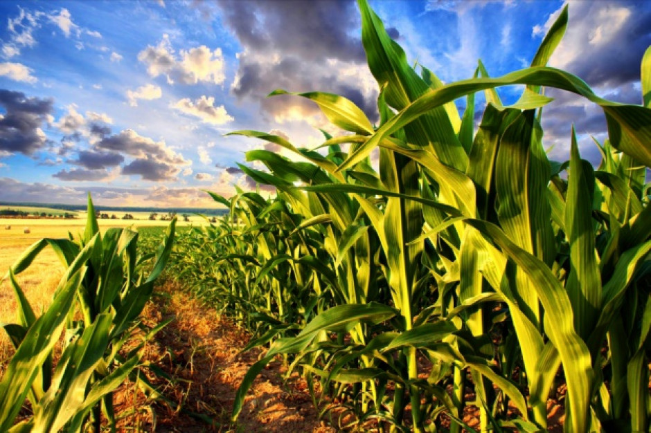 fot. shutterstock Parlament Europejski przeciwny kukurydzy GMO