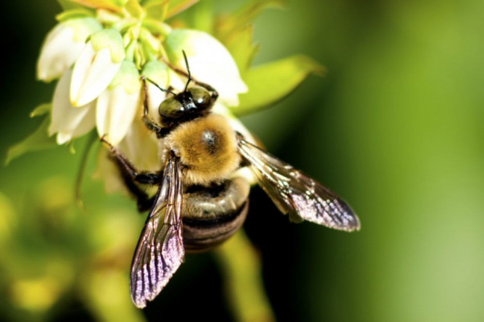 Europejski Urząd ds. Bezpieczeństwa Żywności: neonikotynoidy niebezpieczne dla pszczół