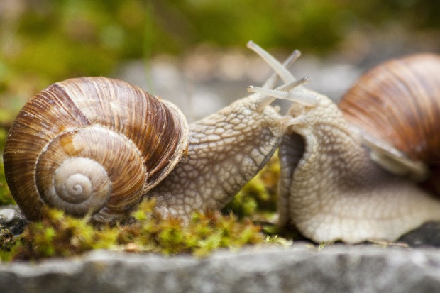 fot. pixabay Warmińsko-mazurskie: RDOŚ zezwolił na zbiór i skup winniczków