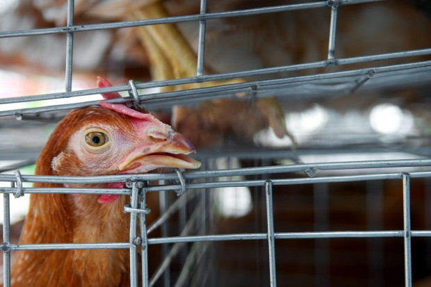 fot. shutterstock Wirusy grypy ptaków krążą po Europie