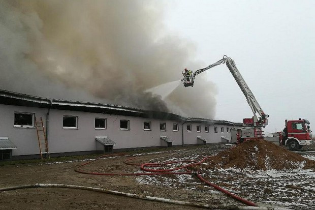 foto: KP PSP Golub-Dobrzyń Kujawsko-Pomorskie: W pożarze chlewni zginęły 3 tysiące świń