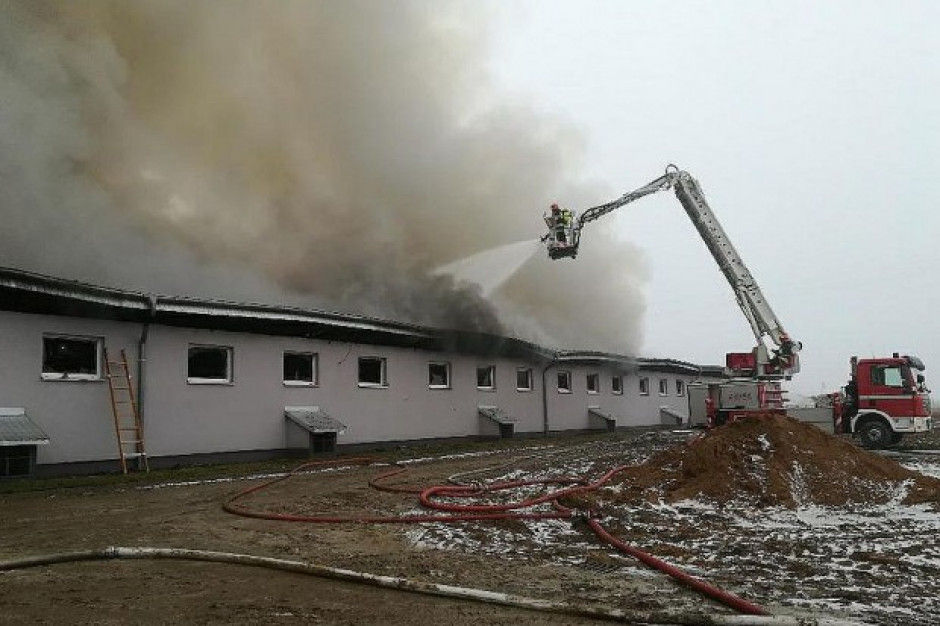 foto: KP PSP Golub-Dobrzyń Kujawsko-Pomorskie: W pożarze chlewni zginęły 3 tysiące świń