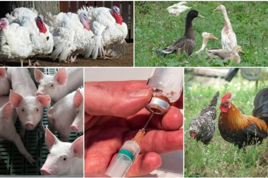 fot. mat. pras. MRiRW komentuje raport NIK o antybiotykach w produkcji zwierzęcej