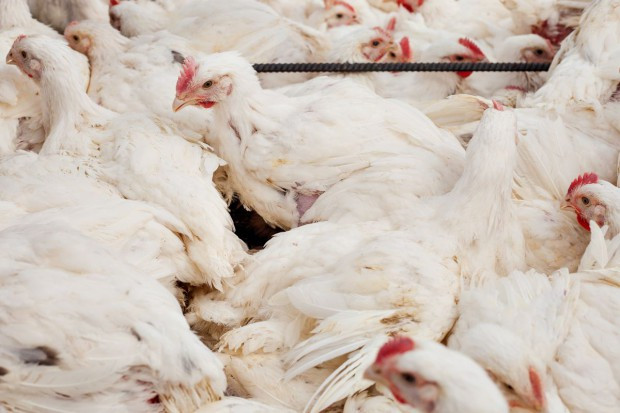 fot. shutterstock Credit Agricole: Produkcja drobiu w Polsce rośnie szybciej od możliwości eksportowych