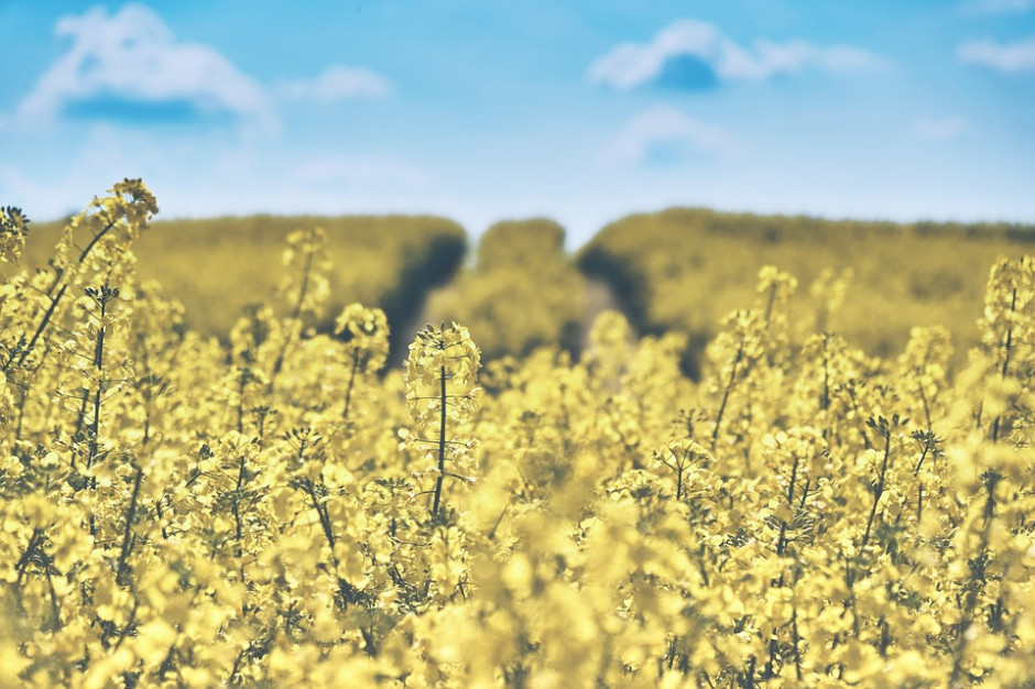 fot. pixabay.com Credit Agricole: Ceny rzepaku pod presją wyższej podaży