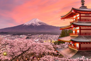 fot. shutterstock Japonia: W Tokio zakwitły wiśnie