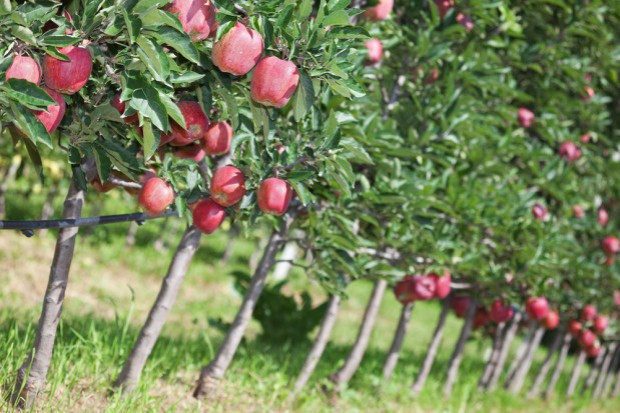 fot. shutterstock Rosja liczy na wzrost produkcji owoców w 2018 r.