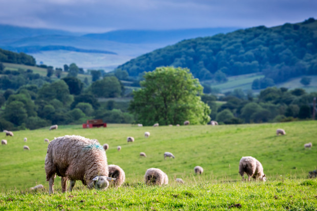 fot. shutterstock Blisko 580 tys. zł na dofinansowanie hodowli owiec i kóz