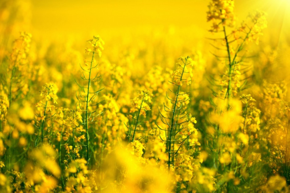 fot. shutterstock IERiGŻ: Przewidywany jest wzrost zbiorów rzepaku (raport)