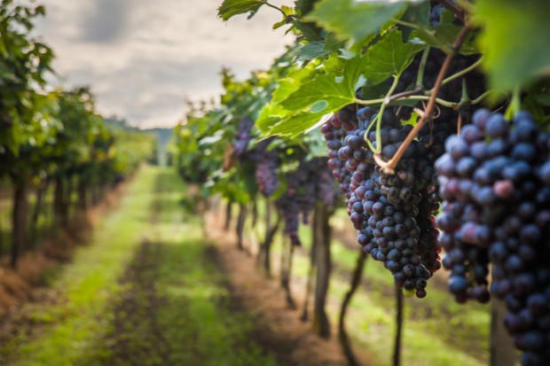 fot. Shutterstock Trzy winnice z portfolio CEDC kolejny raz na podium w międzynarodowym rankingu