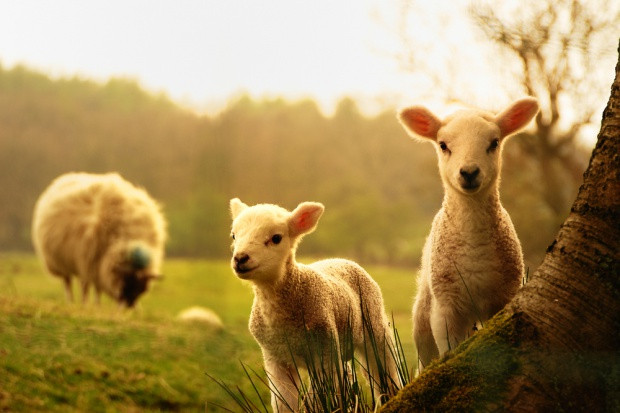Fot. Shutterstock Redyk owiec w Bieszczadach i Beskidzie Niskim dopiero na początku maja