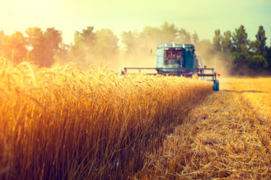 fot. shutterstock MRiRW: Nie wszystkie gospodarstwa mają w tym roku obowiązek dywersyfikacji upraw