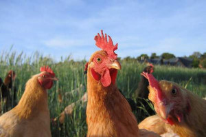 fot. Shutterstock Polski drób pojedzie do Singapuru