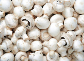fot. shutterstock Polska nadal zwiększa swój udział w światowej produkcji pieczarek