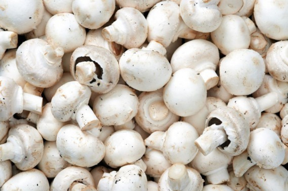 fot. shutterstock Polska nadal zwiększa swój udział w światowej produkcji pieczarek