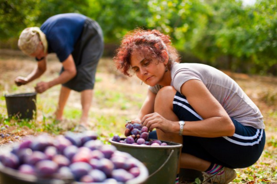 fot. shutterstock.com MRPiPS: Czas oczekiwania na wpisanie oświadczenia dla cudzoziemców to średnio 5 dni