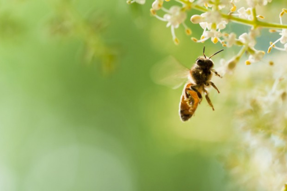 20 maja będziemy obchodzić Światowy Dzień Pszczół