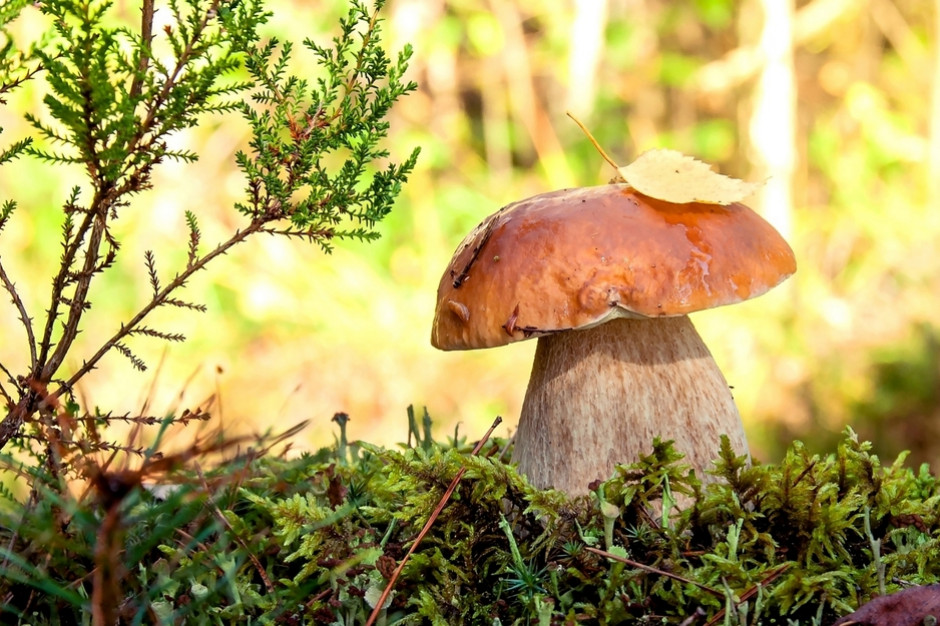 fot. shutterstock W beskidzkich lasach pojawiły się borowiki