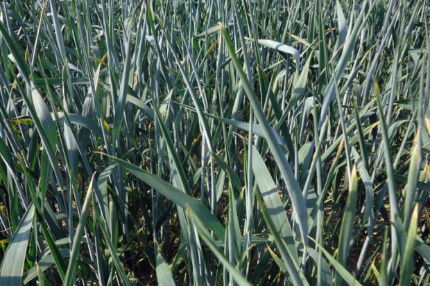 Matowe pozwijane liście to efekt wysokich temperatur i deficytu wody fot. A. Kobus/farmer.pl W zbożach widać oznaki deficytu wody