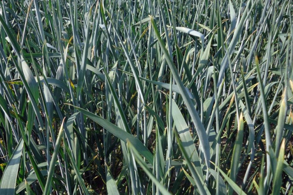 Matowe pozwijane liście to efekt wysokich temperatur i deficytu wody fot. A. Kobus/farmer.pl W zbożach widać oznaki deficytu wody