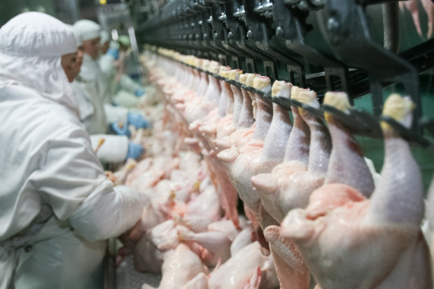 Fot. shutterstock BGŻ BNP Paribas: Przetwórstwo drobiu wciąż się rozwija
