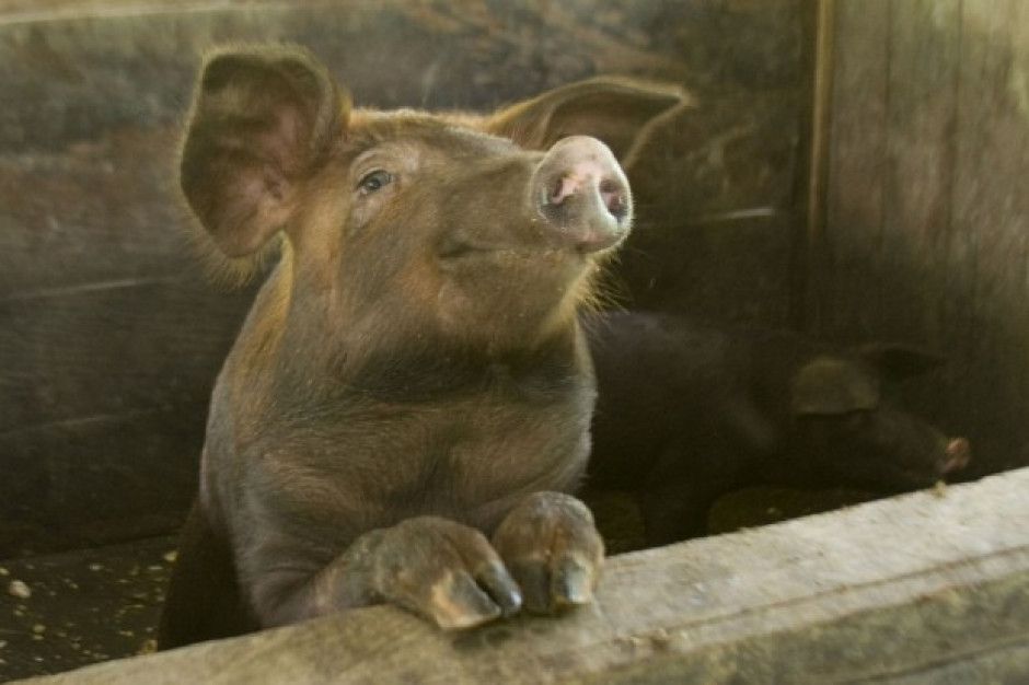 fot. Farmer Polacy nie wiedzą co znaczy ASF