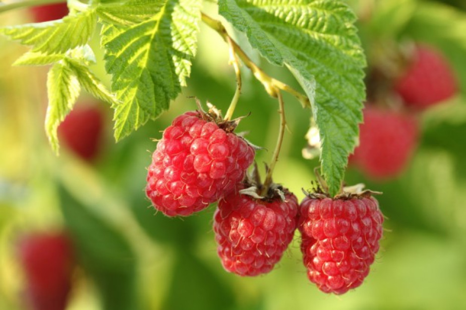 fot. shutterstock GUS: gorsza kondycja wielu upraw malin