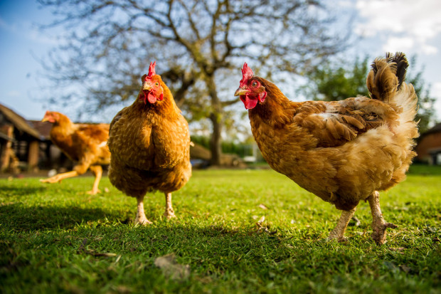fot. shutterstock Rosnąca liczba kur w przydomowych hodowlach reakcją na wzrost cen jaj?