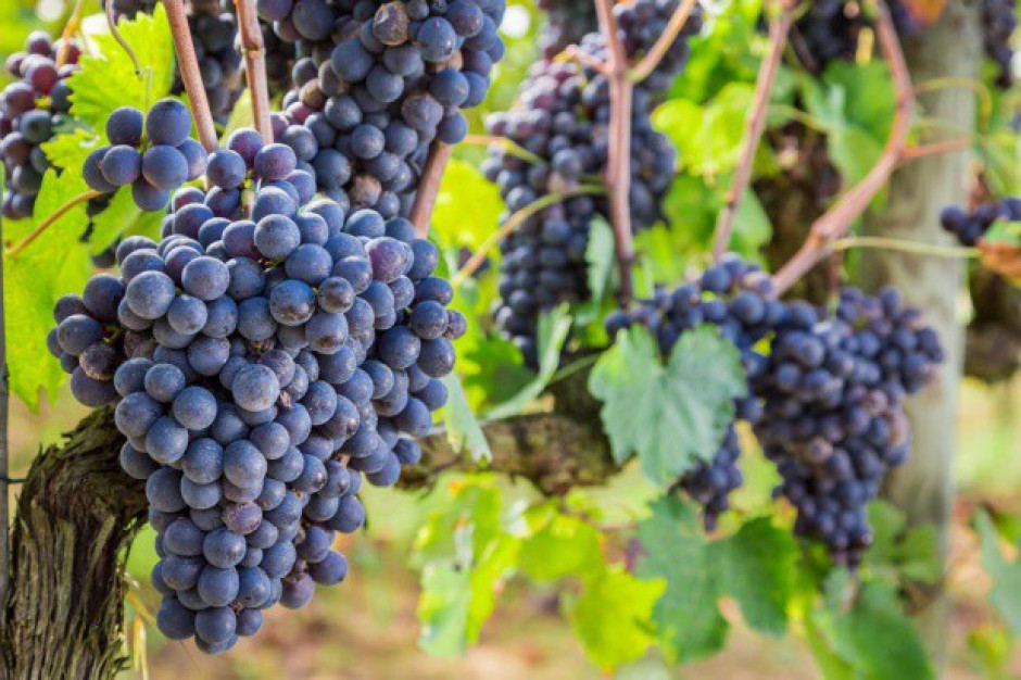 fot. shutterstock Podkarpacie: zapowiada się urodzajny rok w uprawie winorośli