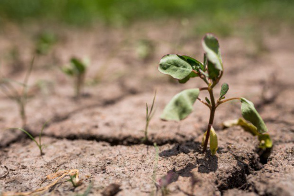 fot. shutterstock Niemcy: Rolnicy mogą stracić większość swoich plonów z powodu suszy