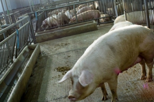 fot. Farmer.pl Wakacyjny kryminał z konserwami, czyli kto straszy ASF-em?