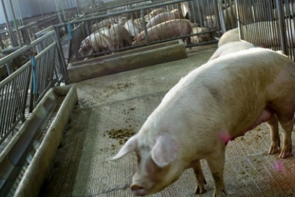 fot. Farmer.pl Wakacyjny kryminał z konserwami, czyli kto straszy ASF-em?