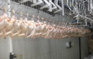 fot. shutterstock Ukraina: MHP zwiększa moce produkcyjne