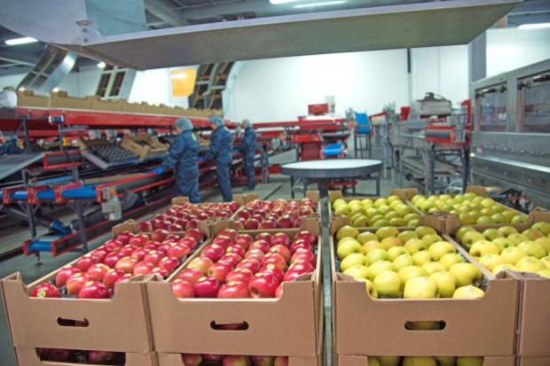   The wholesale market in Lublin wants to buy the cooler from the group of producers 