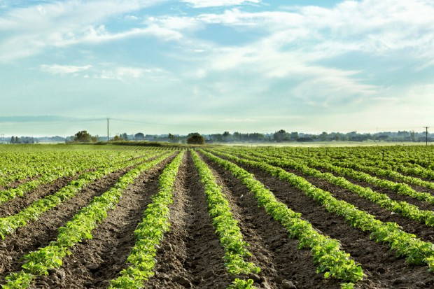 Fot. shutterstock ARiMR liczy wpływające wnioski i dokonane wypłaty