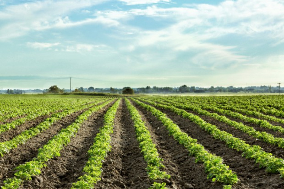Fot. shutterstock ARiMR liczy wpływające wnioski i dokonane wypłaty