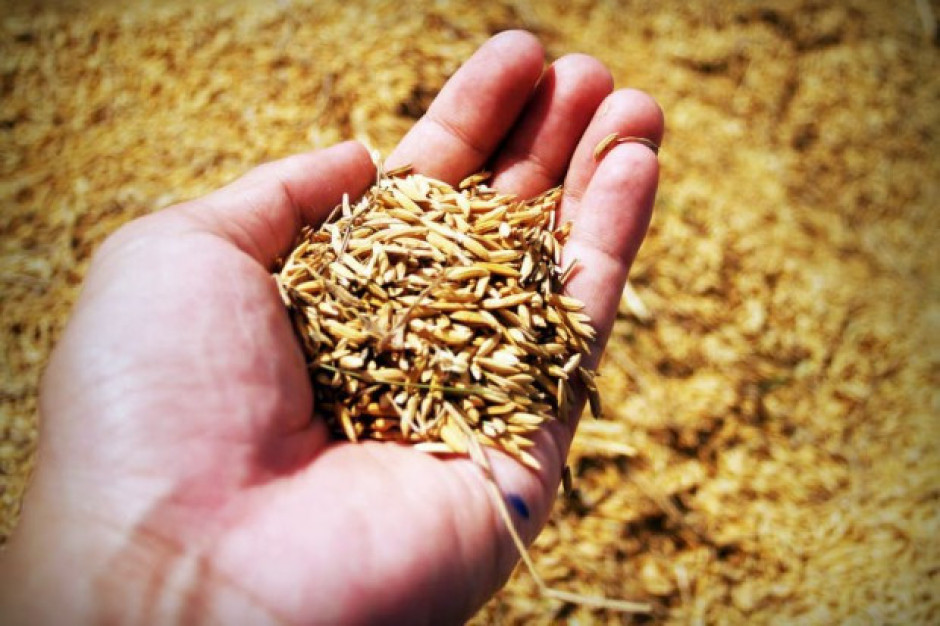 IERiGŻ: Raport o rynku zbóż