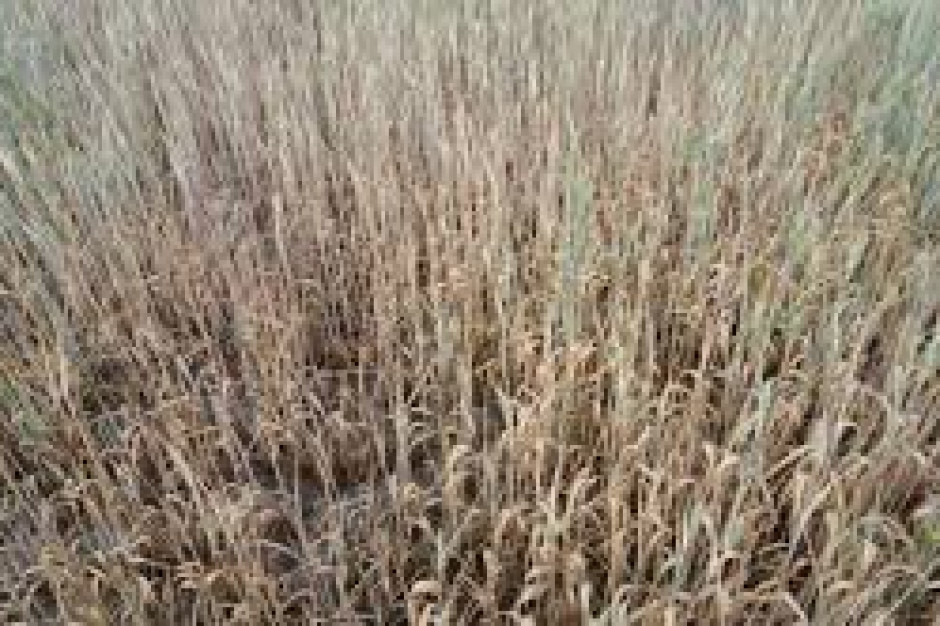 fot. farmer.pl Ponad 111 tysięcy gospodarstw poszkodowanych z powodu suszy