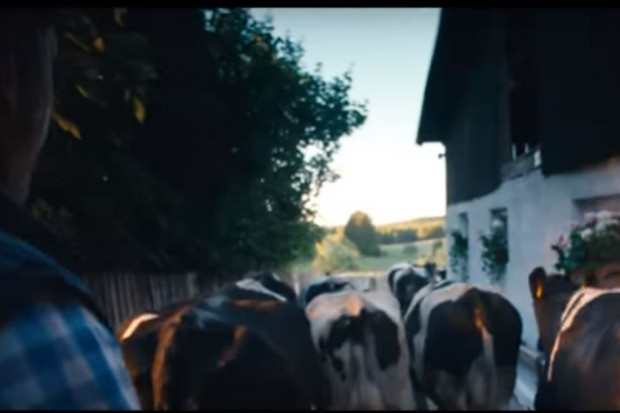fot. kadr z reklamy Bio Mleka Ekologicznego OSM Piątnica Szczęśliwe życie krów w reklamie OSM Piątnica