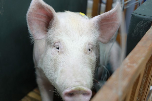 fot. farmer.pl Inspekcja Weterynaryjna o zwalczaniu ASF: Rozumiemy niezadowolenie rolników