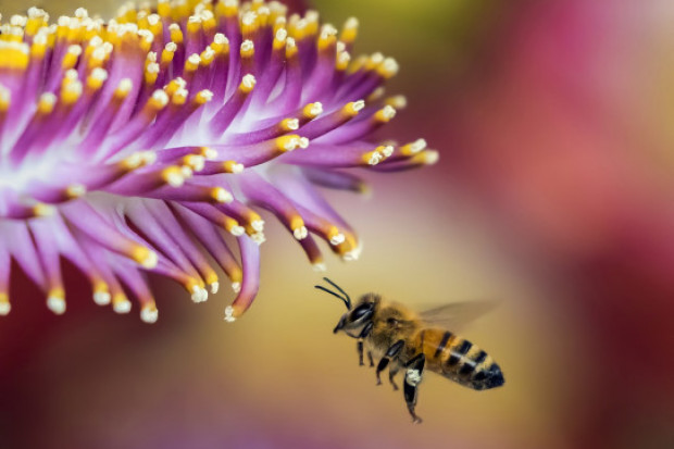 fot. pixabay 8 sierpnia to Wielki Dzień Pszczół