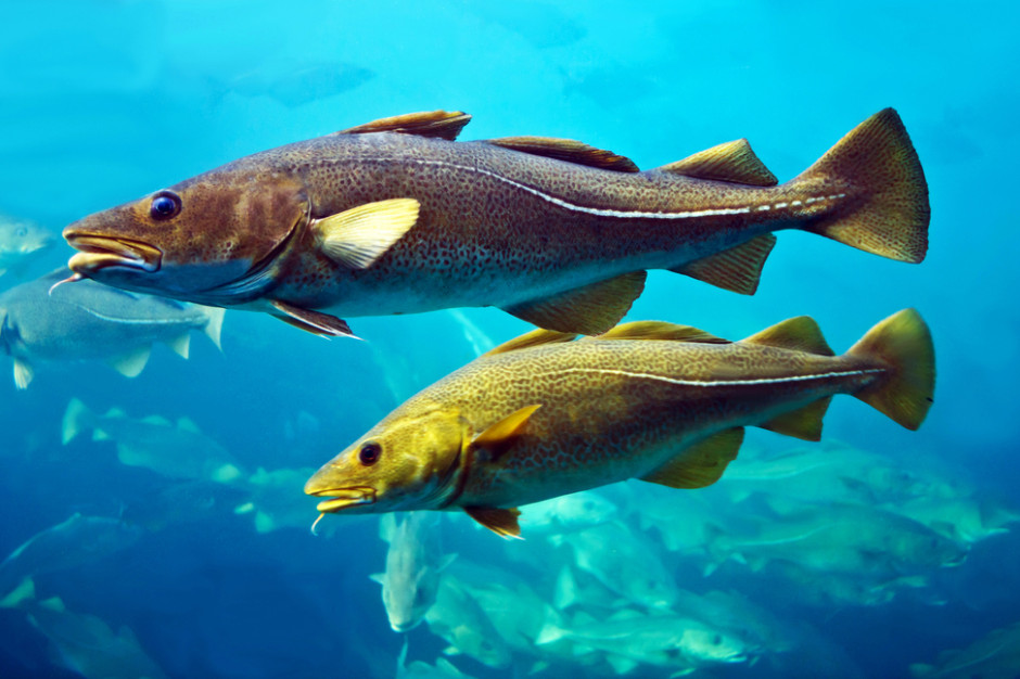 fot. shutterstock Przez upały dorsz bałtycki ucieka na głębokie wody