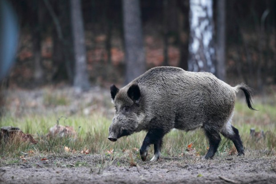 fot. Shutterstock Ponad 40 nowych przypadków afrykańskiego pomoru świń