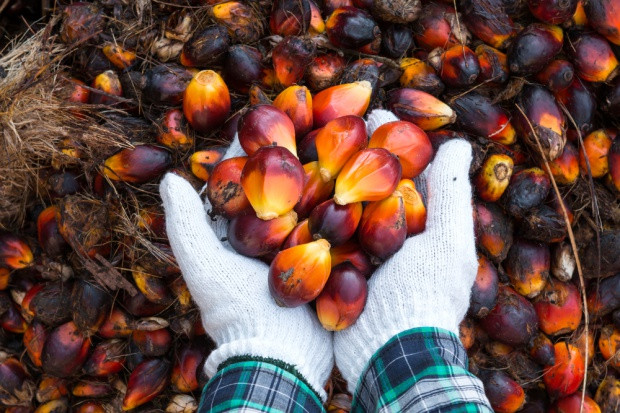 fot. shutterstock Greenpeace naciska na koncerny, by przestały używać oleju palmowego