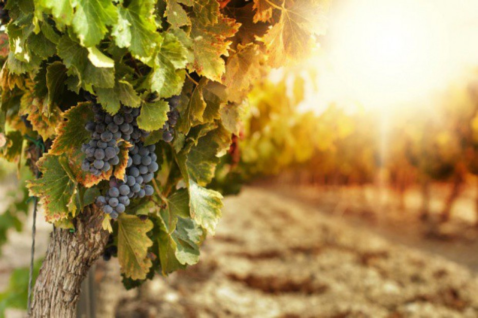 fot. Shutterstock Francja oczekuje lepszego winobrania