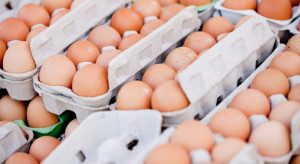 fot. shutterstock CBOS: Warunki chowu kur głównym czynnikiem zakupowym jaj w Polsce