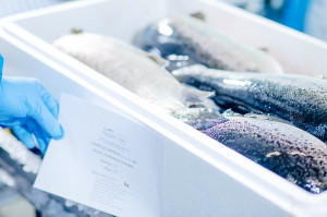 Łosoś z Jurassic Salmon, fot. Jurassic Salmon Jurassic Salmon - Takiej hodowli łososia jeszcze w Polsce nie było