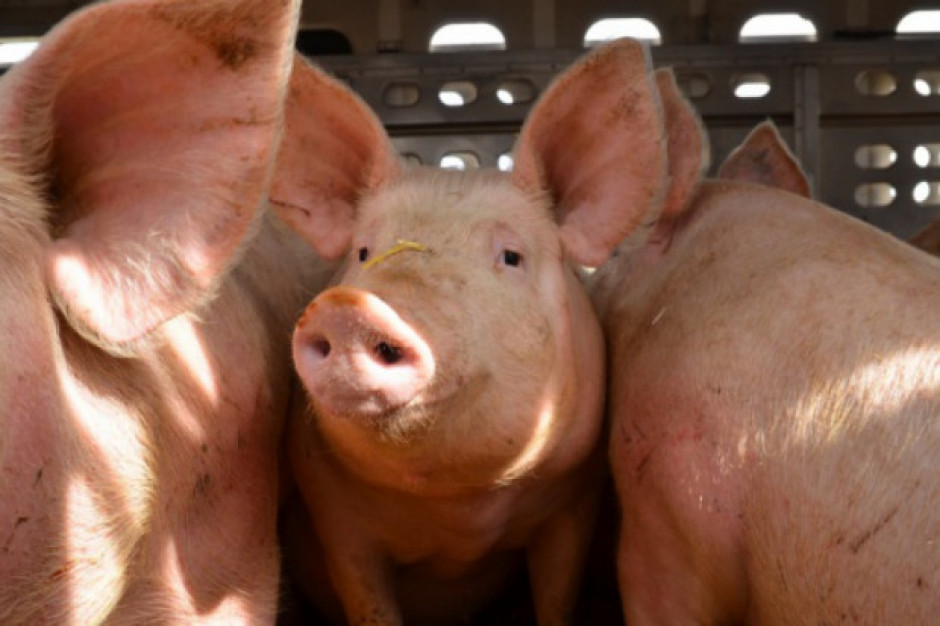 ASF w Chinach może przełożyć się na zwiększenie eksportu wieprzowiny z UE