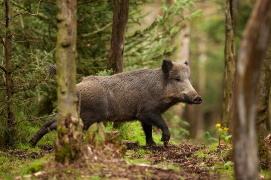 fot. Shutterstock Afrykański pomór świń dotarł do Belgii