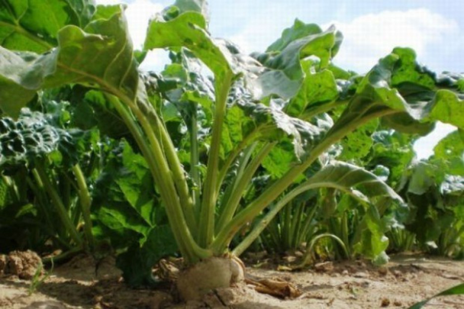Fot. Shutterstock CIBE: kryzys w branży cukrowniczej, ceny cukru na rekordowo niskim poziomie